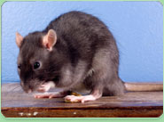 rat control Faversham