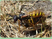 wasp control Faversham